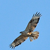 Long-legged Buzzard  "Buteo rufinus"